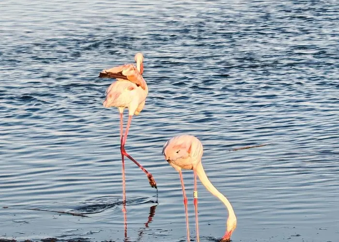 公寓 Sophia' S House Quartello 夸尔图-圣埃莱娜